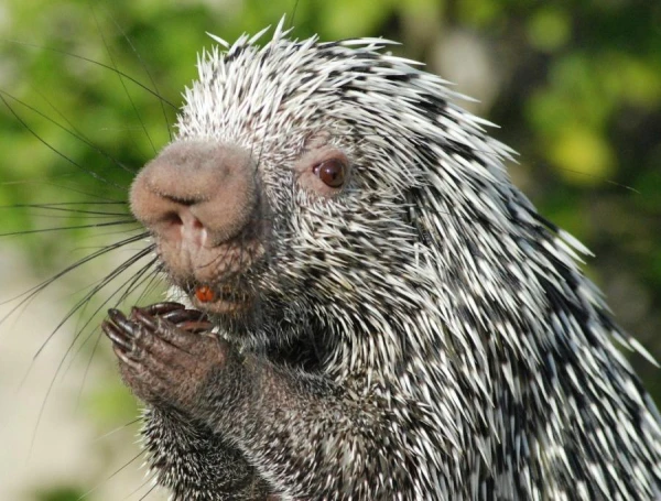 Why Americans Do Not Like Porcupines?