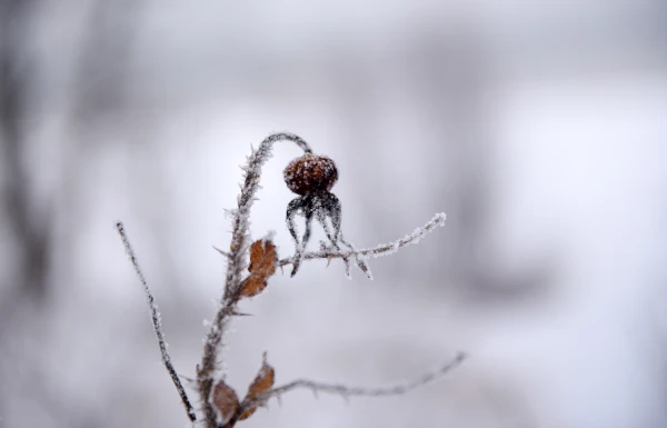On Monday, the weather will be influenced by a powerful anticyclone