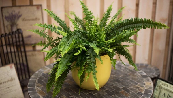Houseplants That Cause Allergies: Top 5 and What to Replace Them With