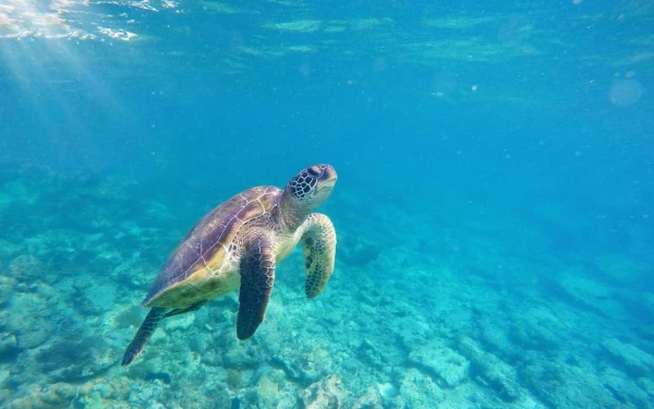 Они так мило перебирают лапками.