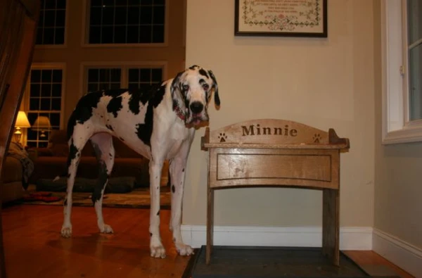 A Great Dane measuring 97.5 centimeters has become the tallest dog on the planet