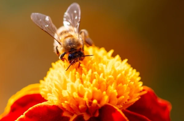 The Key to a Universal Interplanetary Language May Lie in the Brains of Bees