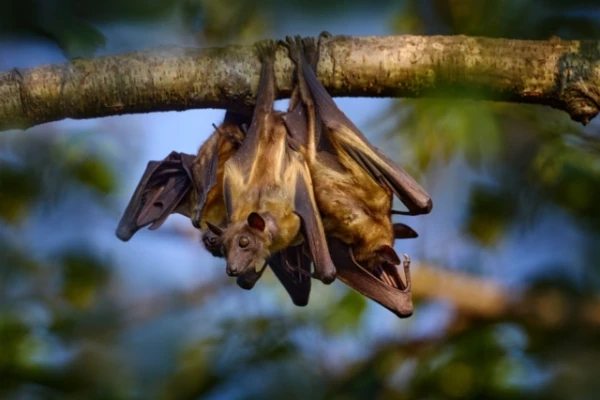 The Loss of an Entire Generation: Abnormal Heat Kills Thousands of Flying Foxes in Australia