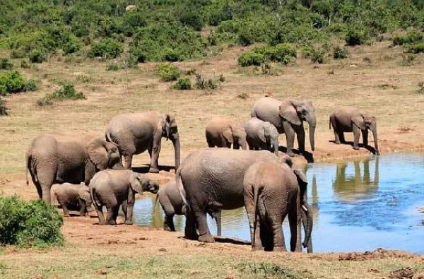 In Zimbabwe, over 160 elephants have died due to drought