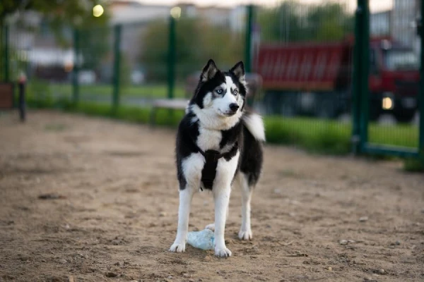 In Philadelphia, a husky prevented a dangerous gas leak in the neighborhood