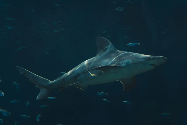 Sydney Beaches Closed After Shark Attacks