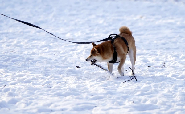 Tuesday morning in Latvia - the coldest in the last two years