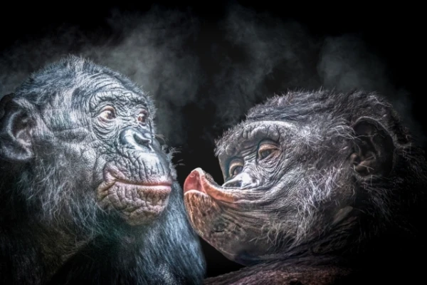 Bonobos — the only primates that do not kill their own kind