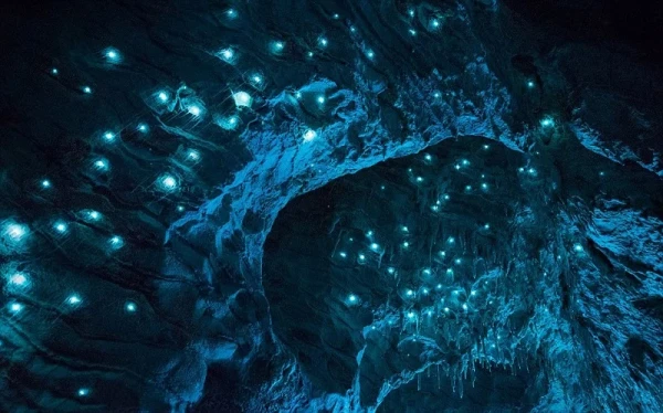 The Glowing Caves in New Zealand Can Now Be Seen Live