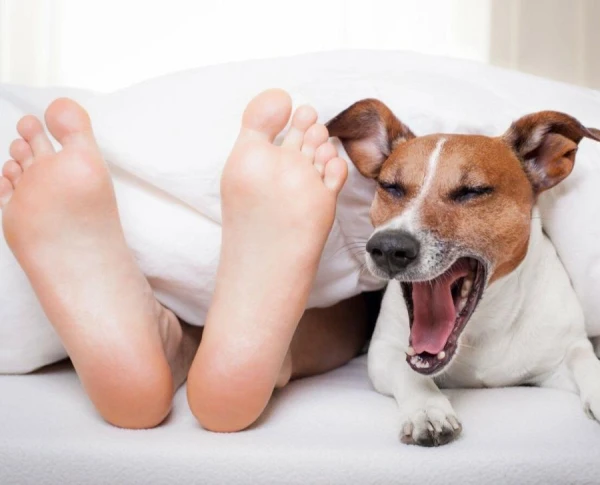 Television Shows That Dogs Prefer - A Study