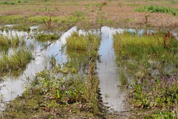 Last year in Latvia was the fourth warmest on record