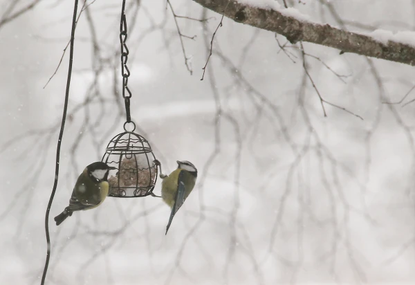 There Will Be No Miracle: January Will End with Frosts