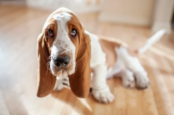 Scientists have discovered the origin of dogs' long floppy ears