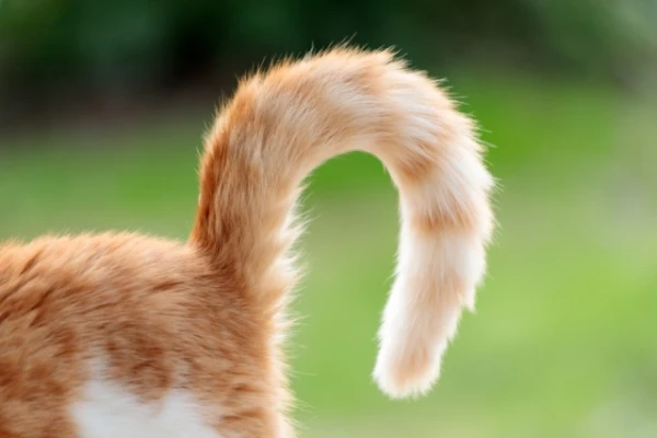 How Cats 'Talk' with Their Tails: Secrets of Movement Language