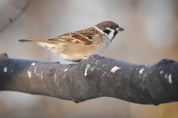 Thursday will be more pleasant than the last few weeks