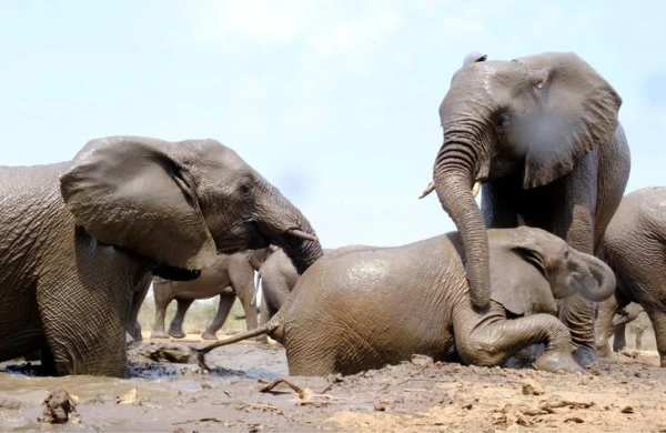 Why do elephants carry their young for so long?
