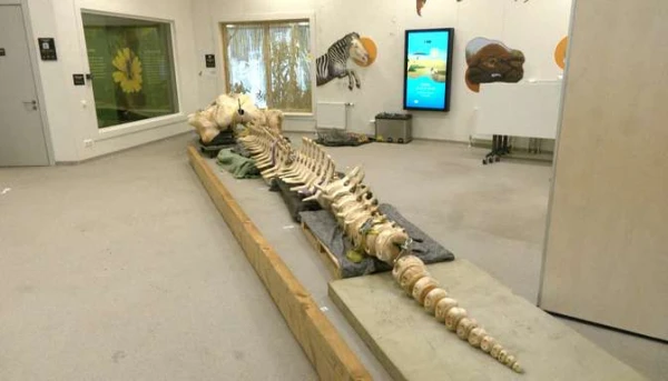 Without an unpleasant smell and completely white — the skeleton of a humpback whale has returned to the Riga Zoo