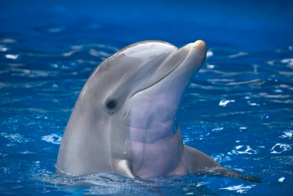 Dolphins Have Discovered a Sixth Sense