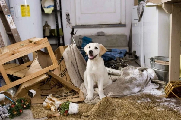 Кадр из фильма "Марли и я"