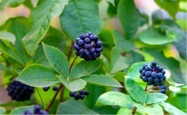 The Benefits of Eleutherococcus, Elecampane, and Rhodiola Rosea