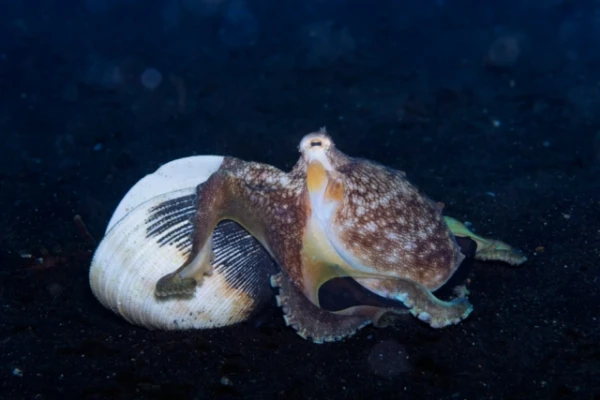 Coconut Octopus: An Intellectual and Master of Deception