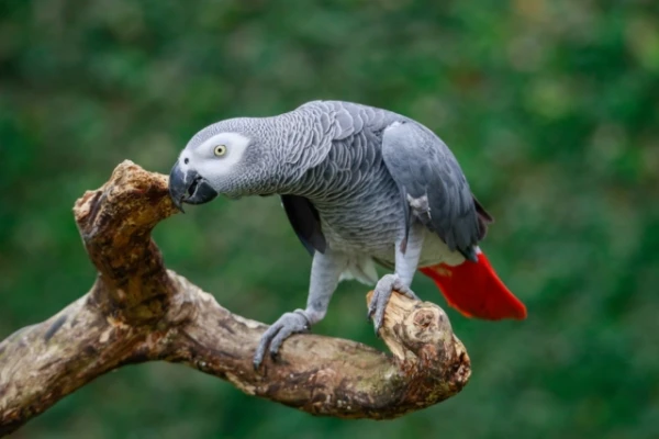 Parrot with a British Accent Went Missing, Returned Four Years Later Speaking Spanish