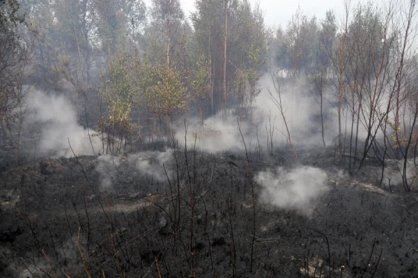 In the past year, 201 forest fires were registered in Latvia