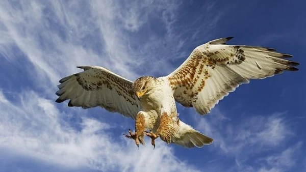 China Trains AI to Control Weapons Using the Experience of Hawks and Coyotes - WSJ