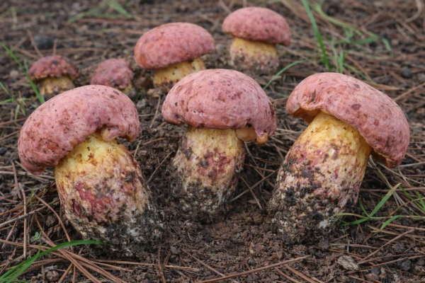 Ate mushrooms and saw little people in the plate. Hundreds of people in different countries experience the same hallucinations