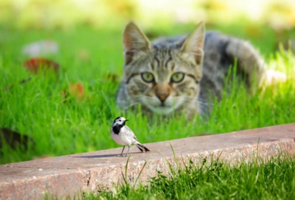 Bloodthirsty and Unfussy: Cats' Menu Includes Over 2000 Species