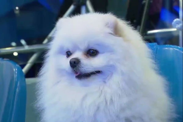 The dog of Lukashenko has more rights than the citizens of Belarus – President of Ukraine