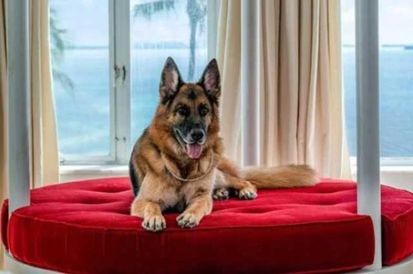 Which Animals Have the Largest Fortunes in the World?