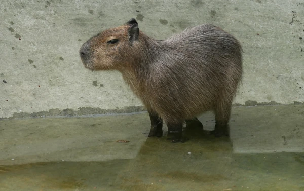 Riga Zoo Invites You to Name the Capybara Babies