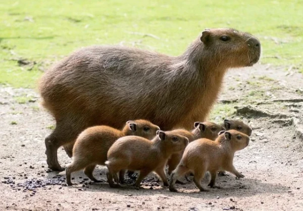 Riga Zoo invites you to choose names for capybara pups