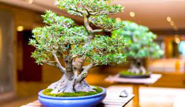 The Origin of Bonsai