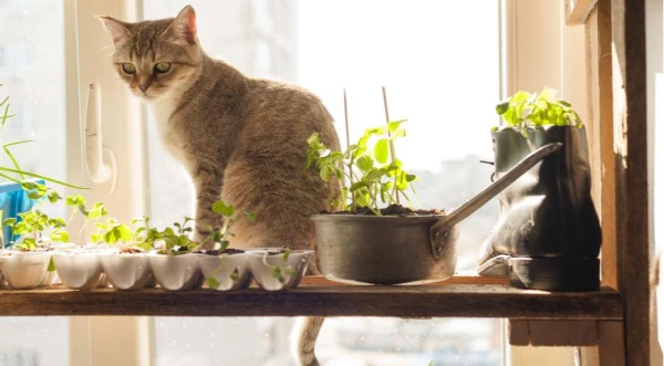 How to Protect Seedlings from House Cats
