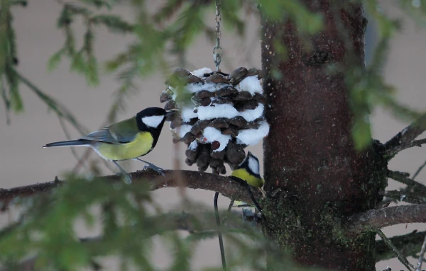 On Tuesday, snowfall will continue in southern Latvia