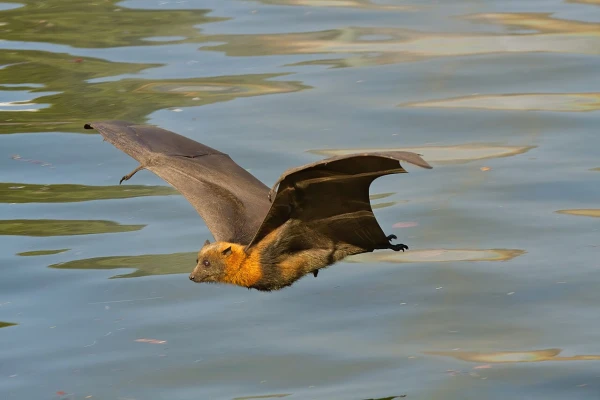 Сероголовые летучие лисицы мстят людям за поедание.