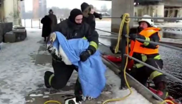 A Swan Rescue Operation Conducted in Bolderāja