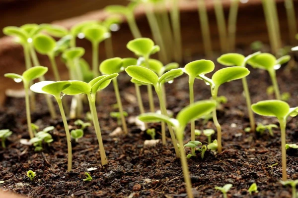Don't Be Late: Which Crops to Sow for Seedlings in February