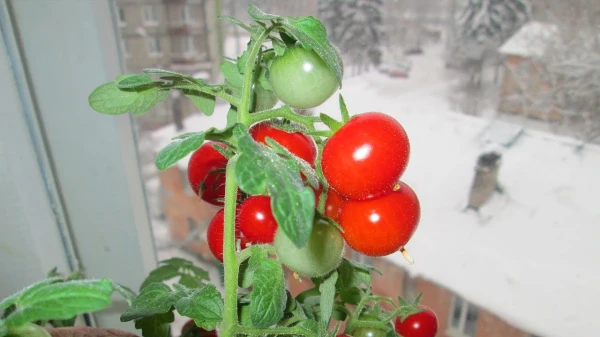 Gardener: Cherry Tomatoes and Green Onions Can Be Grown on the Windowsill in Winter