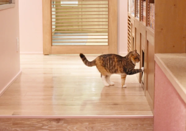 Why Do Cats Hate Closed Doors?