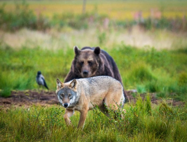 Bear, Lion, Wolf: Who is the Most Effective Predator on Earth?