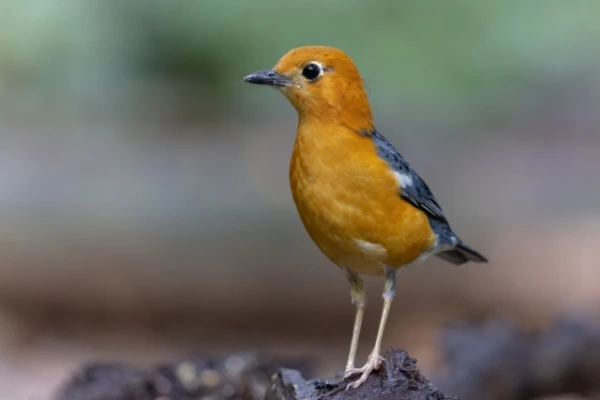 Orange Feathers Protect Birds from Nutritional Stress