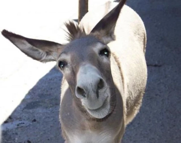 How the donkey became a symbol of indecision in Buridan's philosophy?