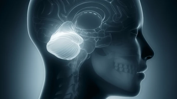 Мозжечок даже по своему строению похож на головной мозг, у него так же есть свои полушария.
