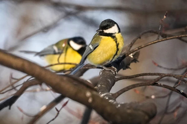 The End of the Week Will Be Sunny and Very Cold