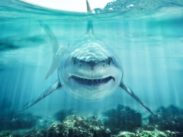 How do sharks sense the smell of blood underwater?