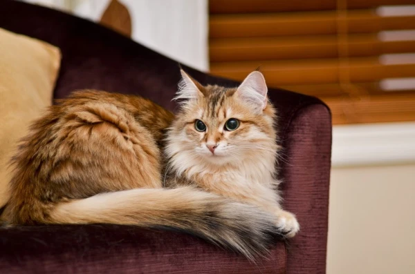 Why Cats Stare at One Spot and Scare Their Owners with Hissing: Scientists Explain Strange Behavior