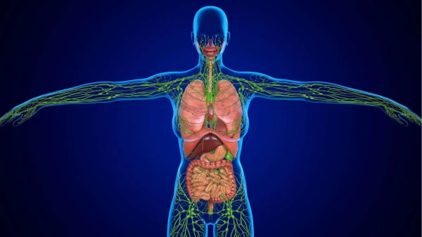 How the Lymphatic System Works and Why It Is Receiving Increasing Attention